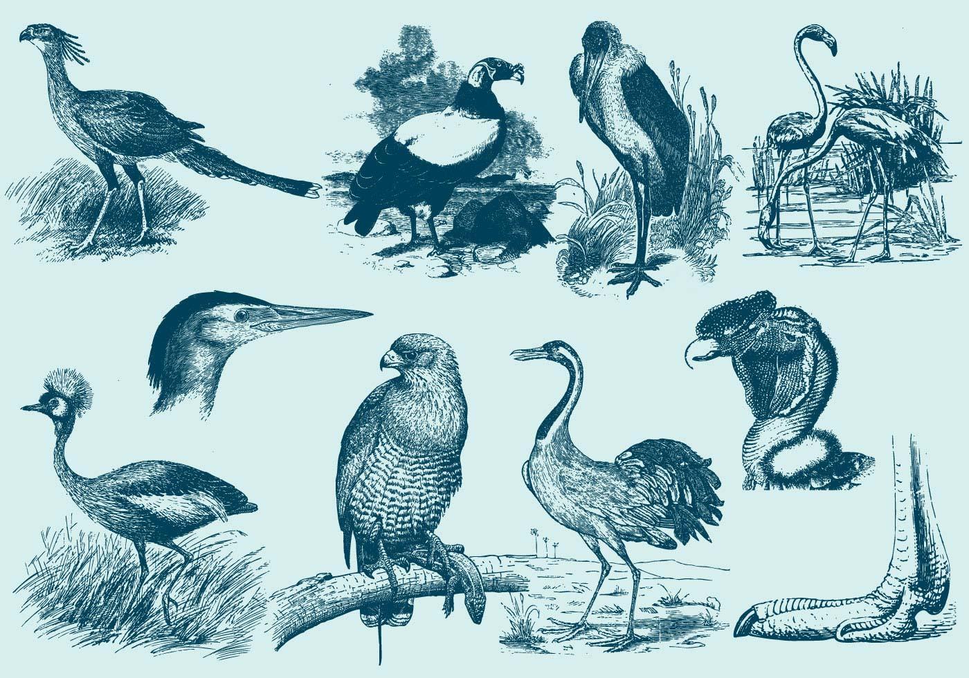 各种大鸟绘图插画0