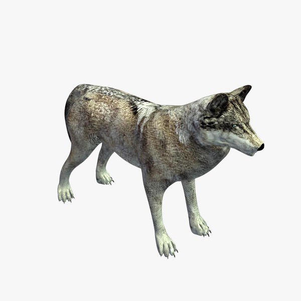 灰狼3D模型0