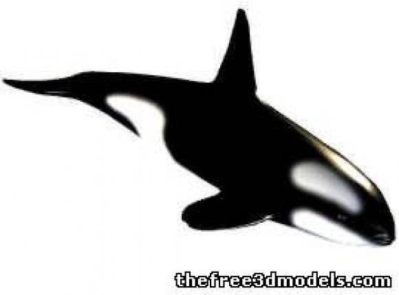 逆戟鲸3D模型0