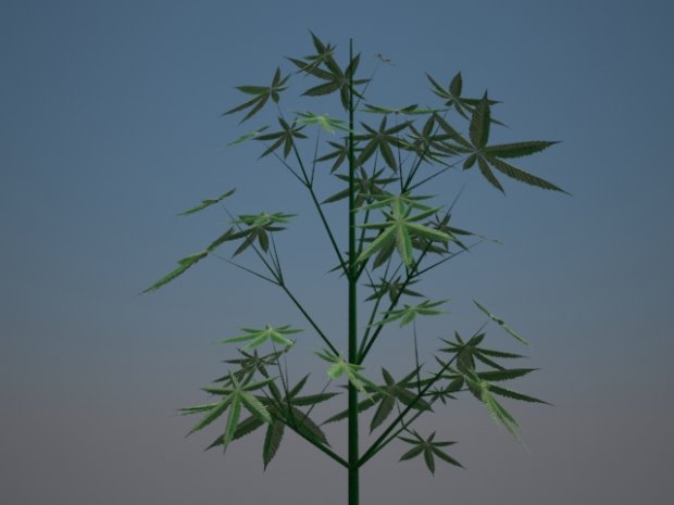 大麻3D模型0