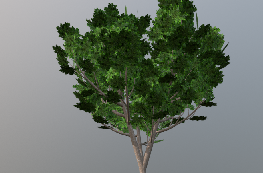榛子灌木3D模型0