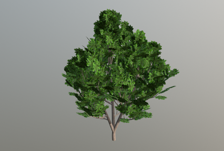 榛子灌木3D模型1