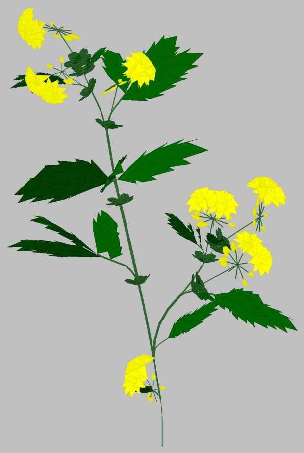 黄色花卉3D模型0