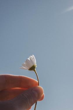 手指中的白色花朵