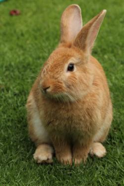 草地上的橙色兔子