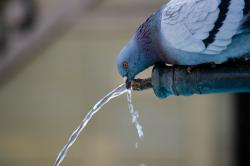 喝水的鸽子