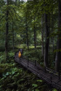 一个人在森林里的木桥上