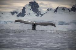 雪山和露出水面的鲸鱼尾