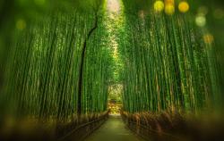 竹林中的小路