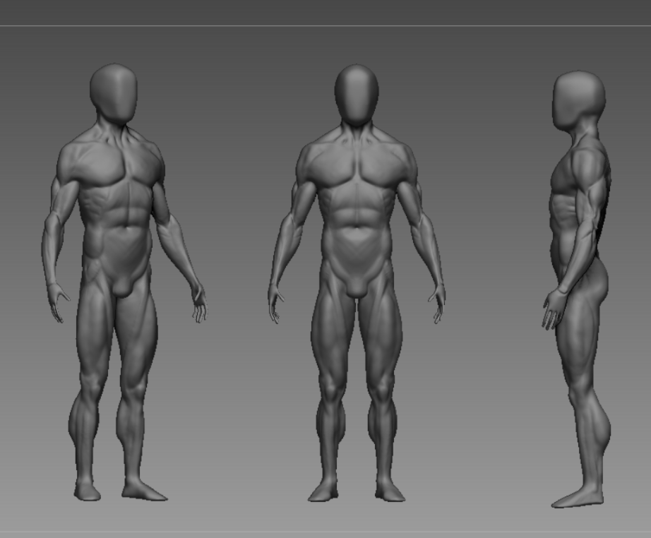 男性人体模型2