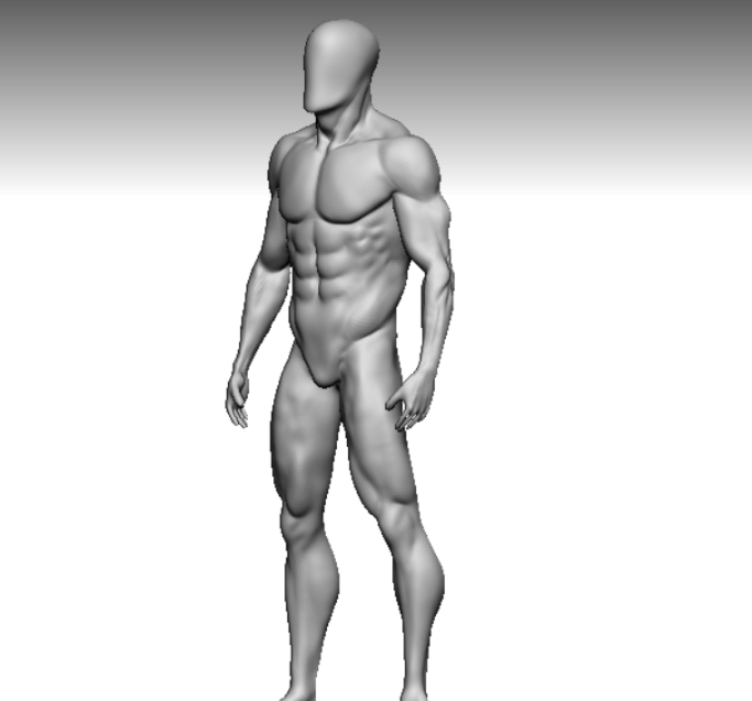 男性解剖学模型1