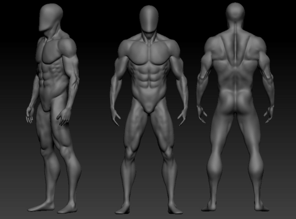 男性解剖学模型3