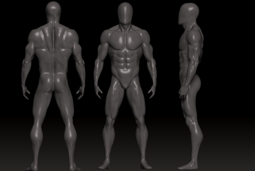 男性解剖学模型4