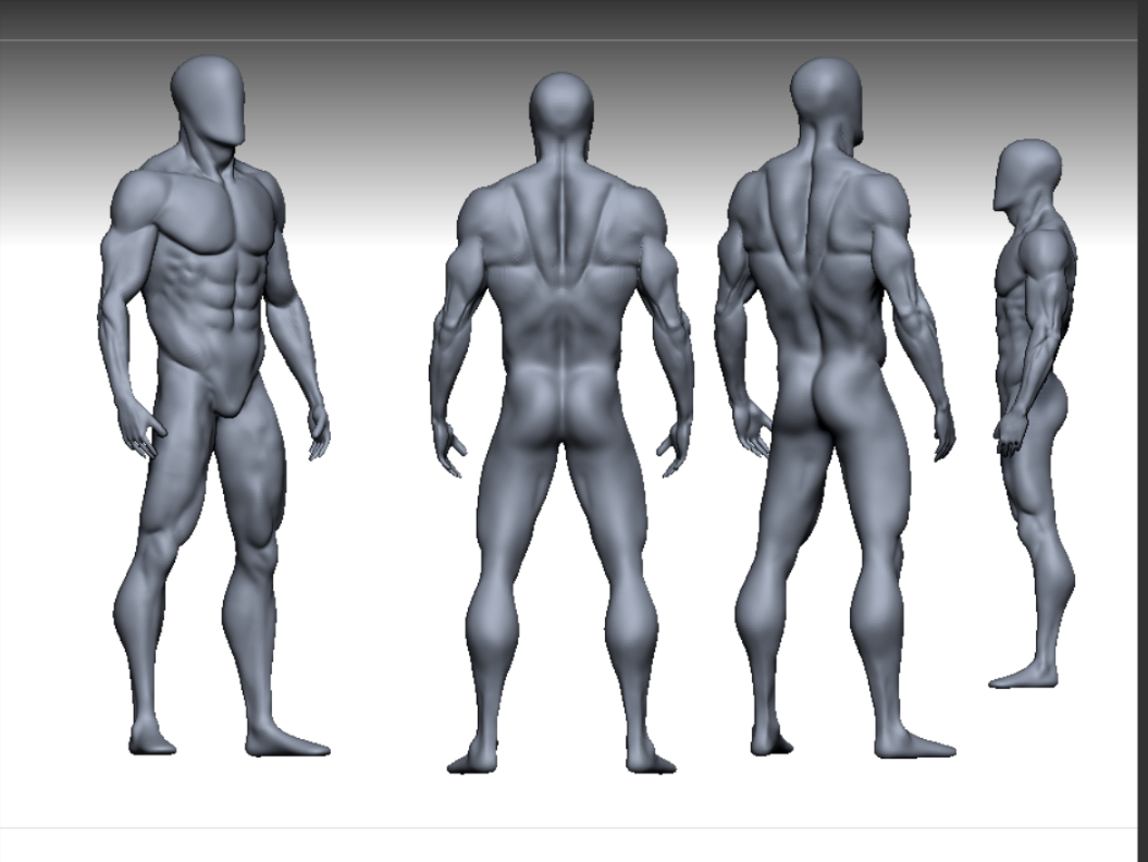 男性解剖学模型2