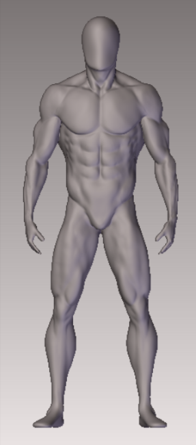 男性解剖学模型0