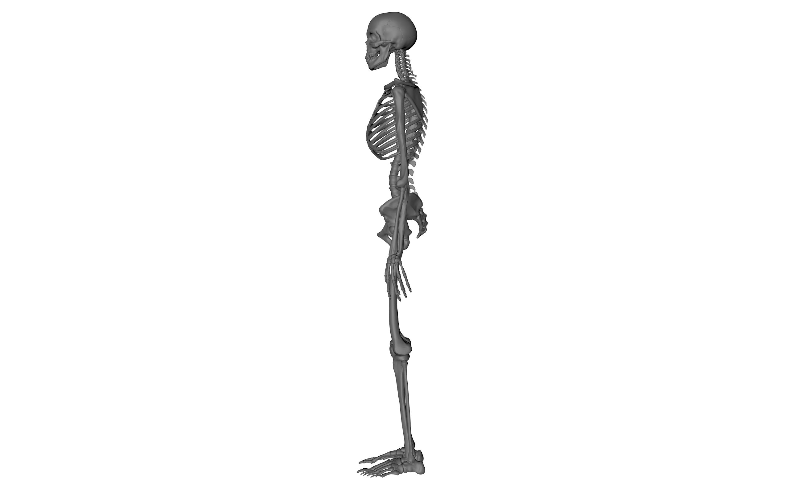 骨骼标本2