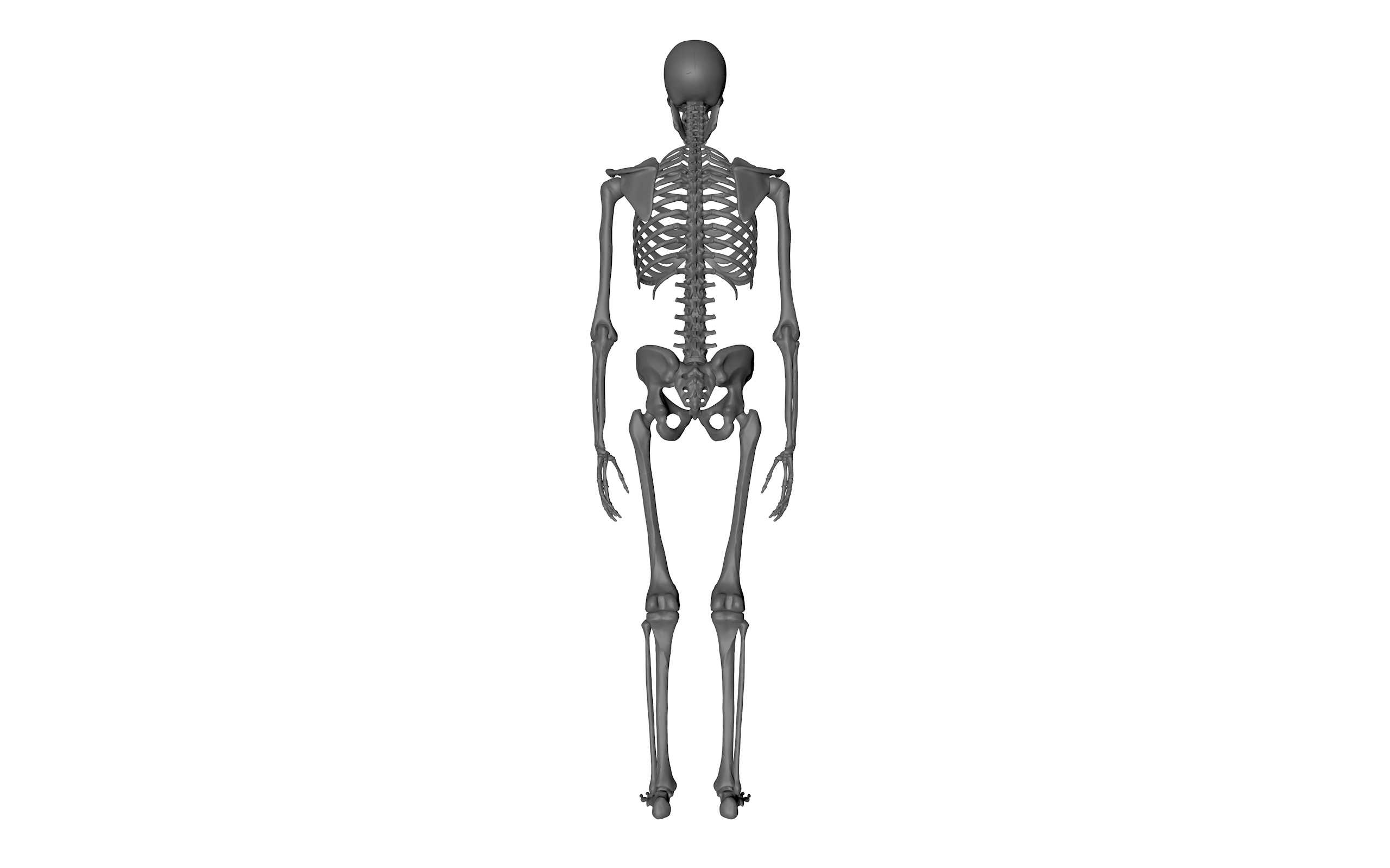 骨骼标本1