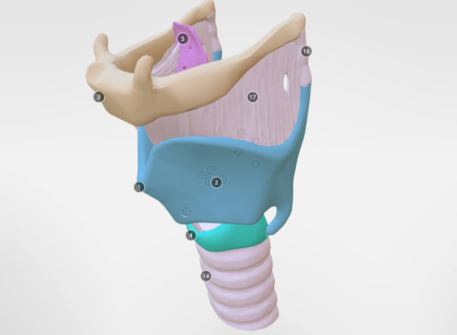 喉部解剖3d模型0