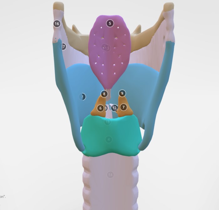 喉部解剖3d模型1