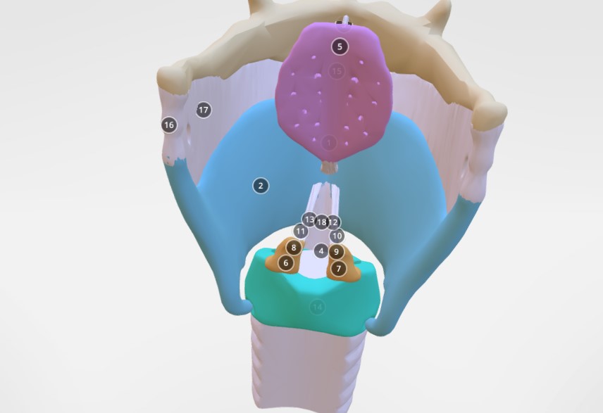 喉部解剖3d模型3