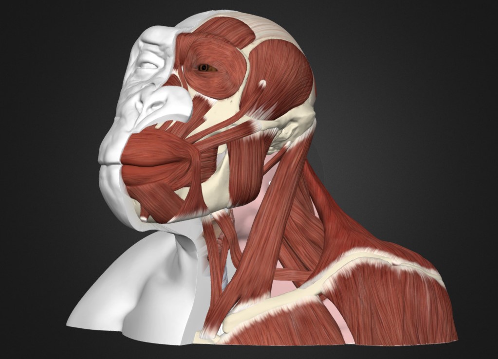 黑猩猩头部和颈部解剖模型0