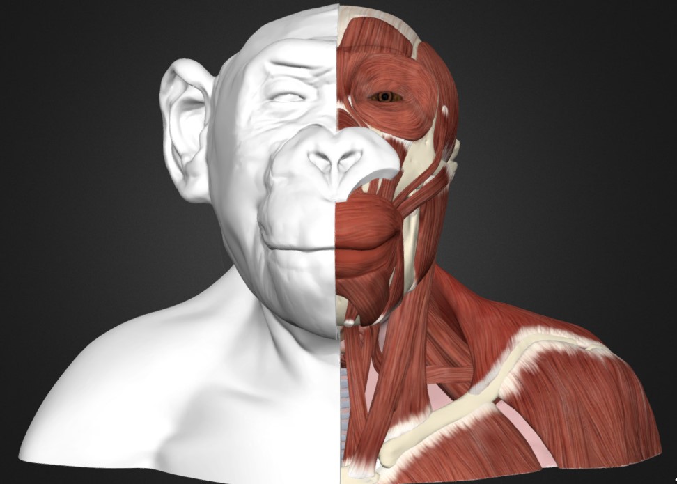 黑猩猩头部和颈部解剖模型3