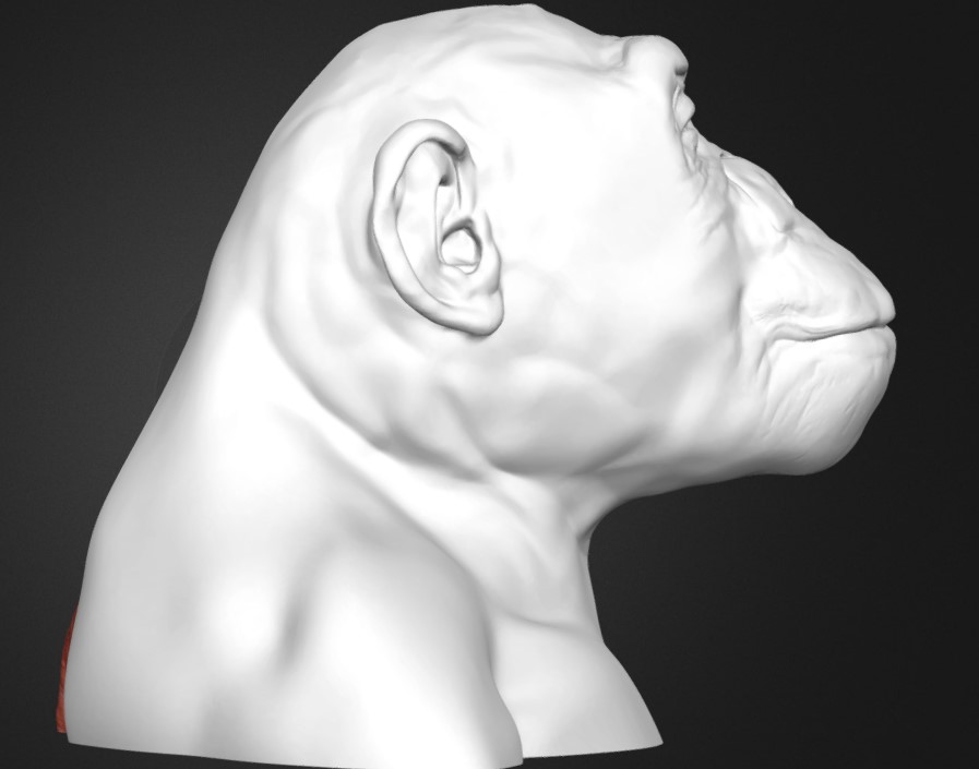 黑猩猩头部和颈部解剖模型2