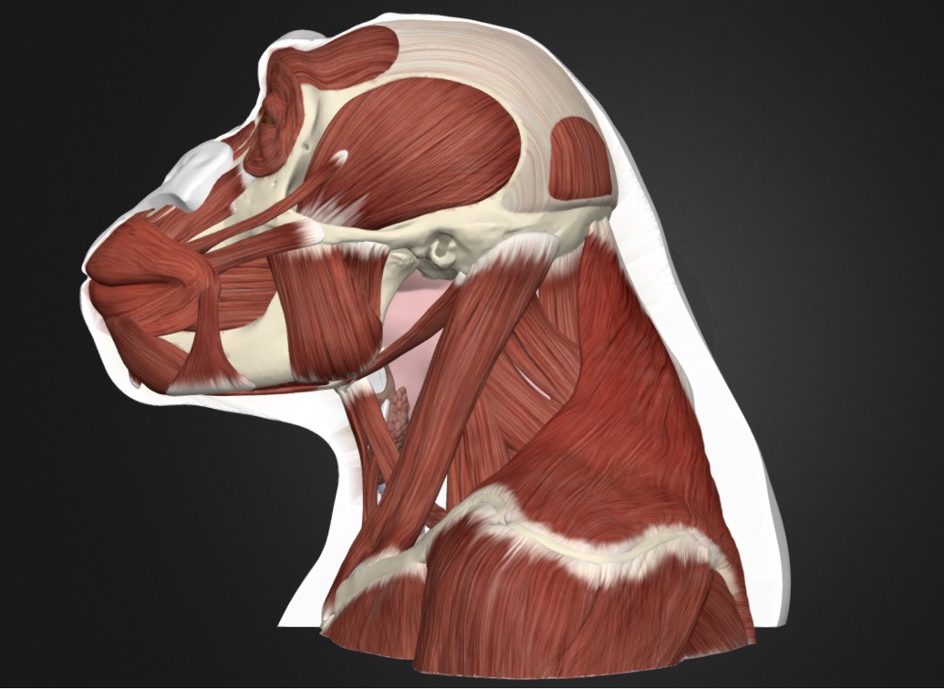 黑猩猩头部和颈部解剖模型1
