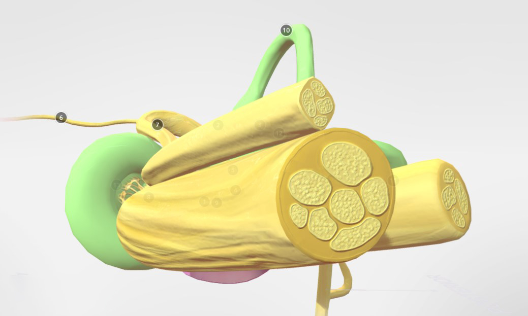 内耳解剖三维模型2