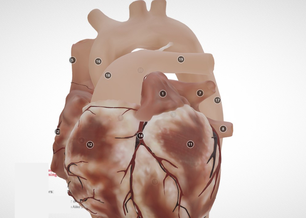 心脏模型3