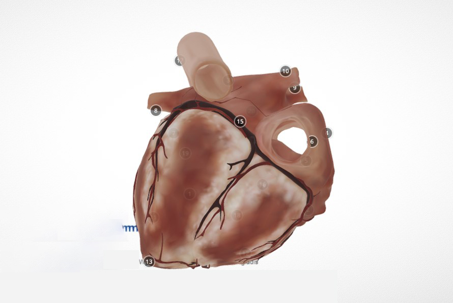 心脏模型0
