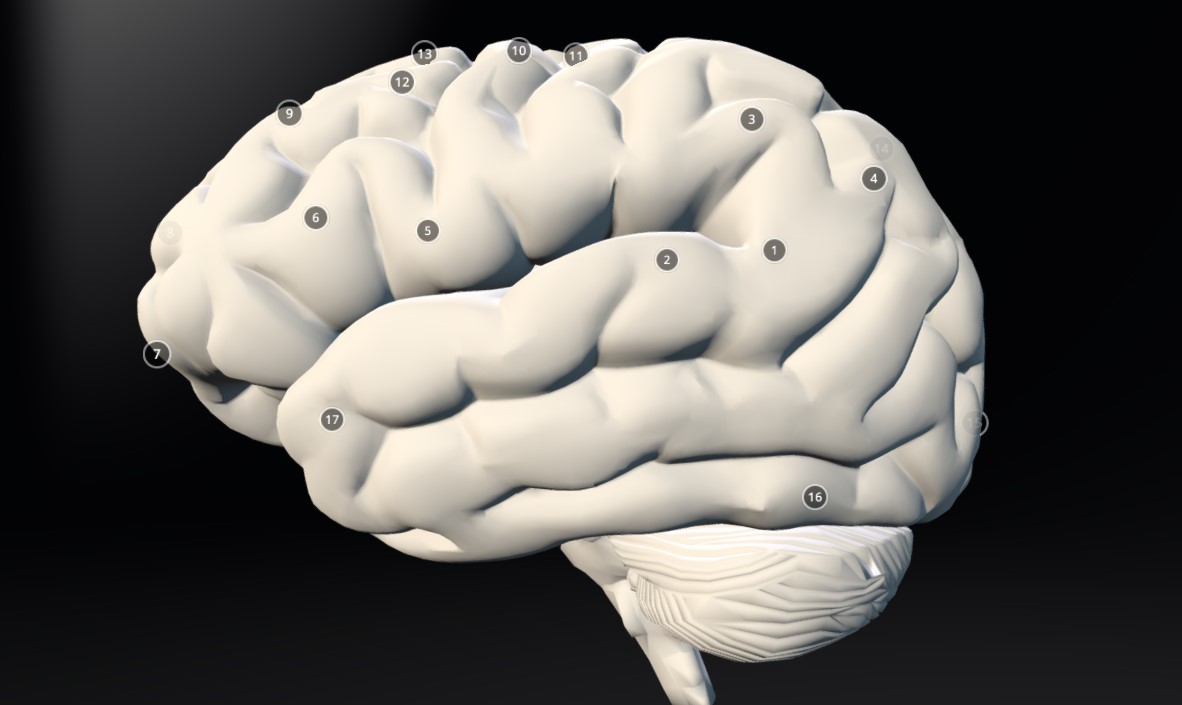 脑子3d模型0
