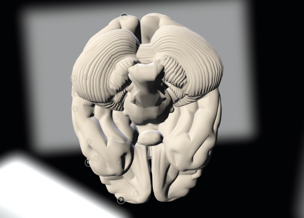 脑子3d模型3