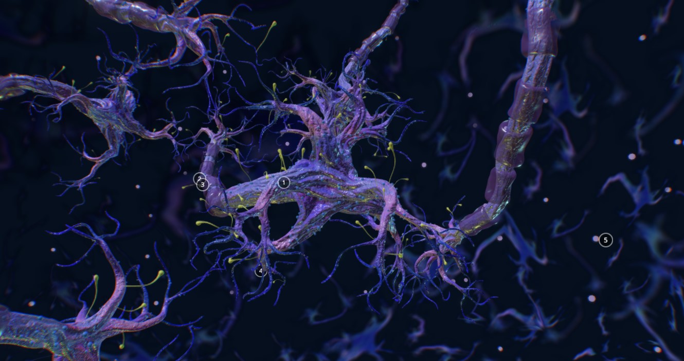 神经元3d模型0