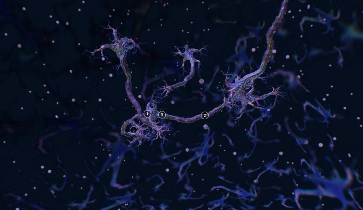 神经元3d模型1