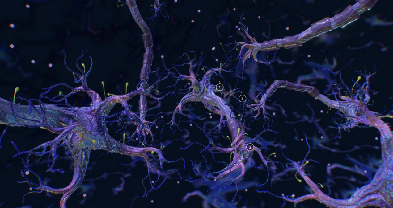 神经元3d模型2