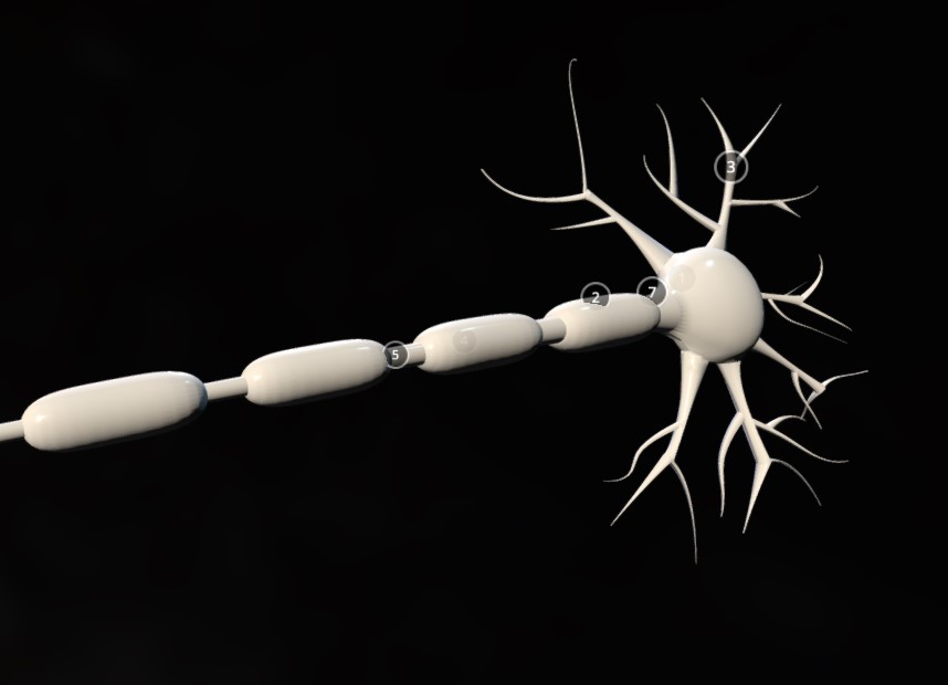 神经3d模型1