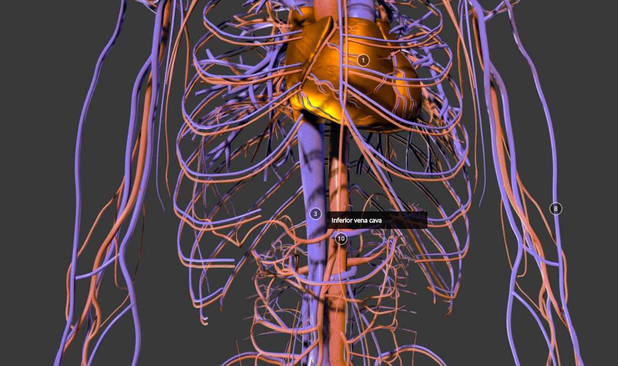 人体全身血管分布模型2
