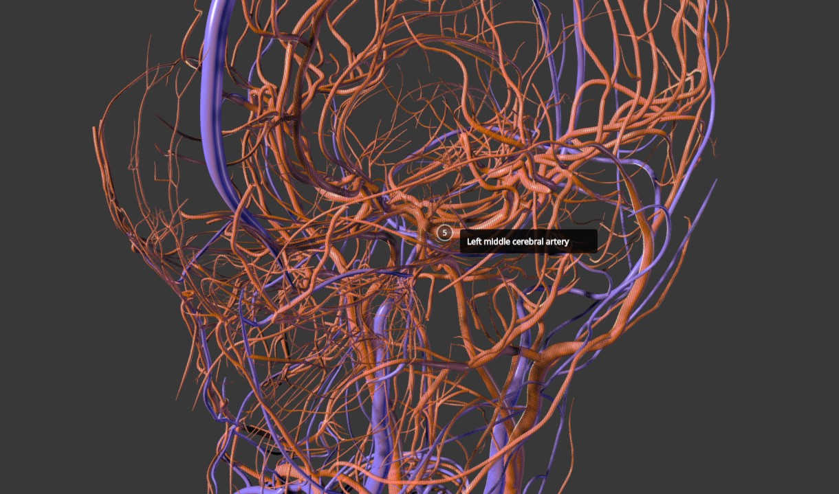 人体全身血管分布模型3