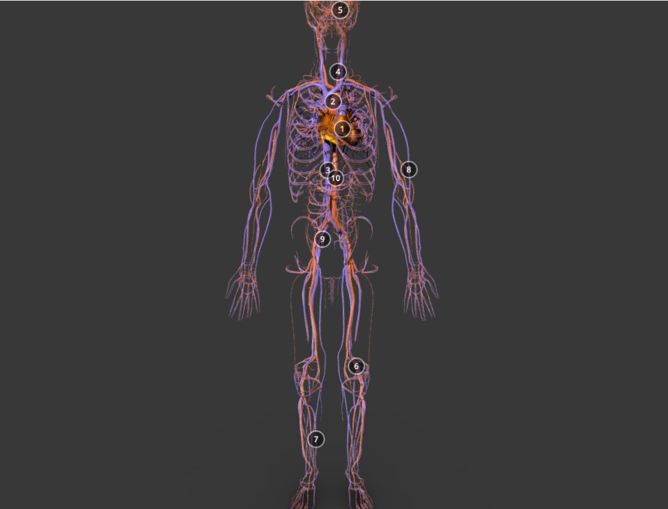 人体全身血管分布模型0
