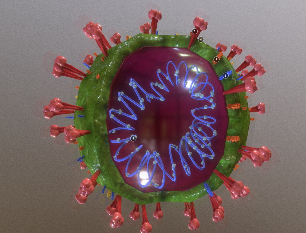 冠状病毒三维模型0