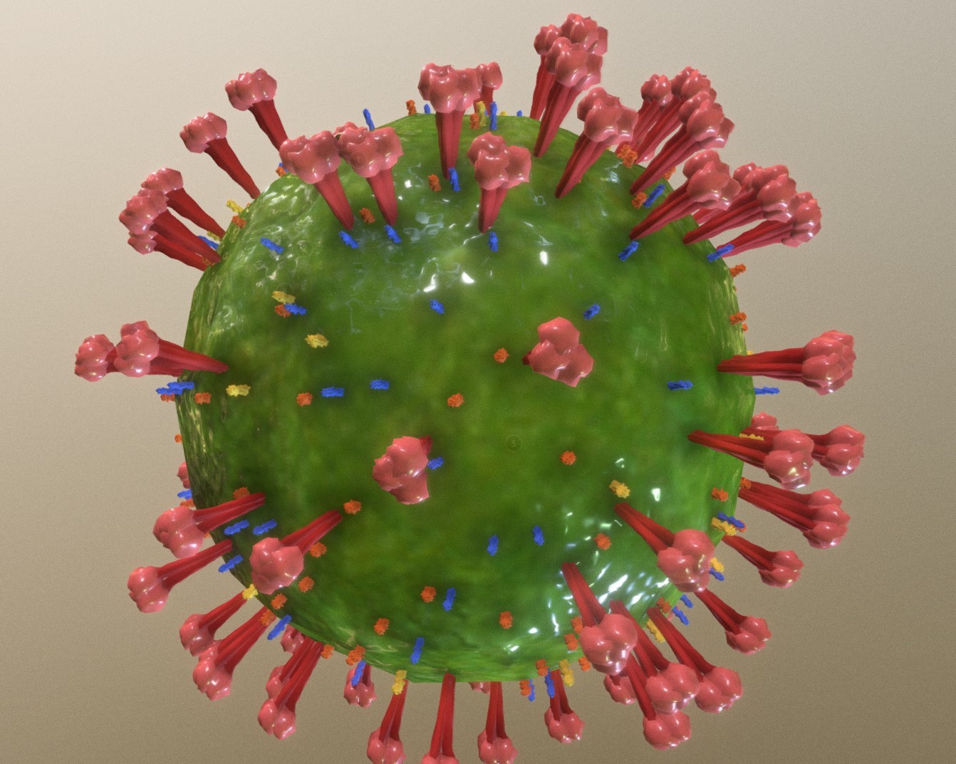 冠状病毒三维模型1