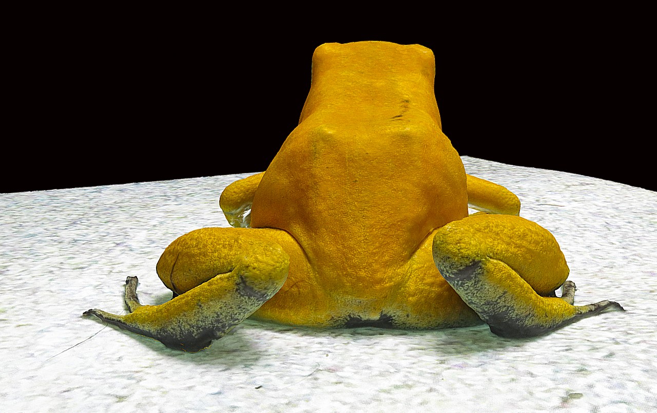 金色箭毒蛙3D模型1