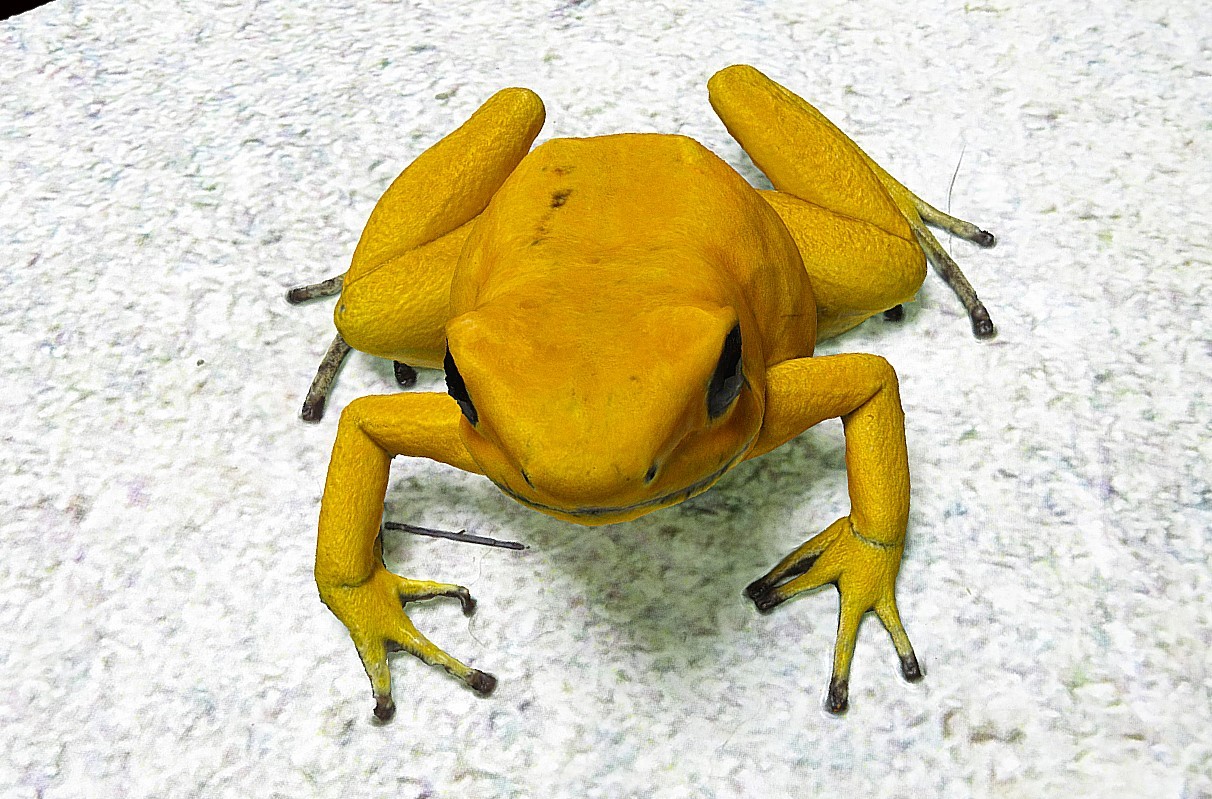 金色箭毒蛙3D模型2