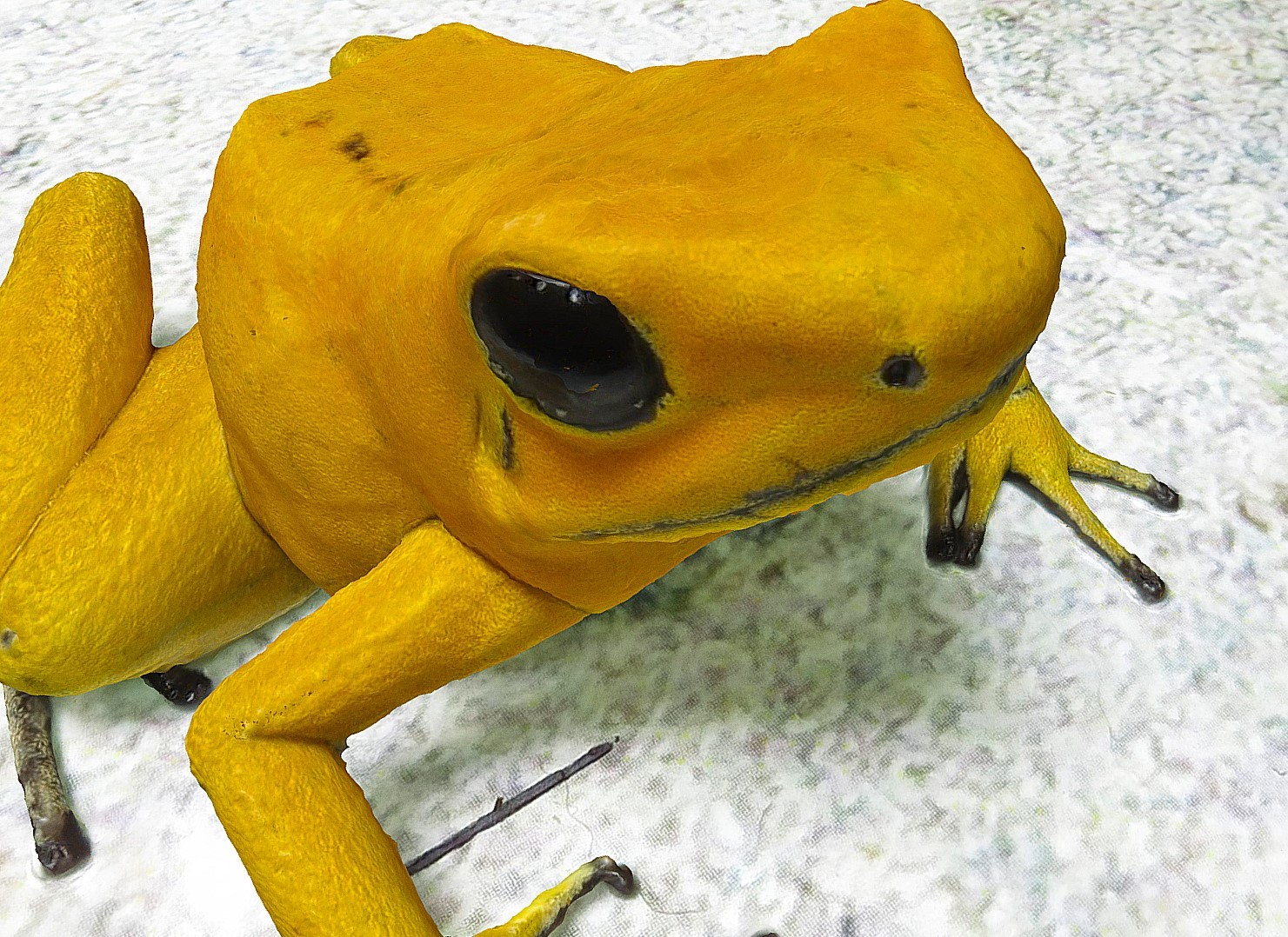 金色箭毒蛙3D模型3