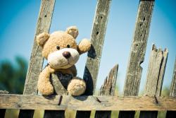 木栅栏上的泰迪熊