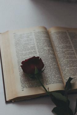 书上的红玫瑰
