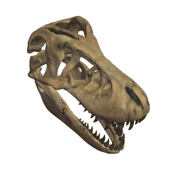 霸王龙化石3d模型0