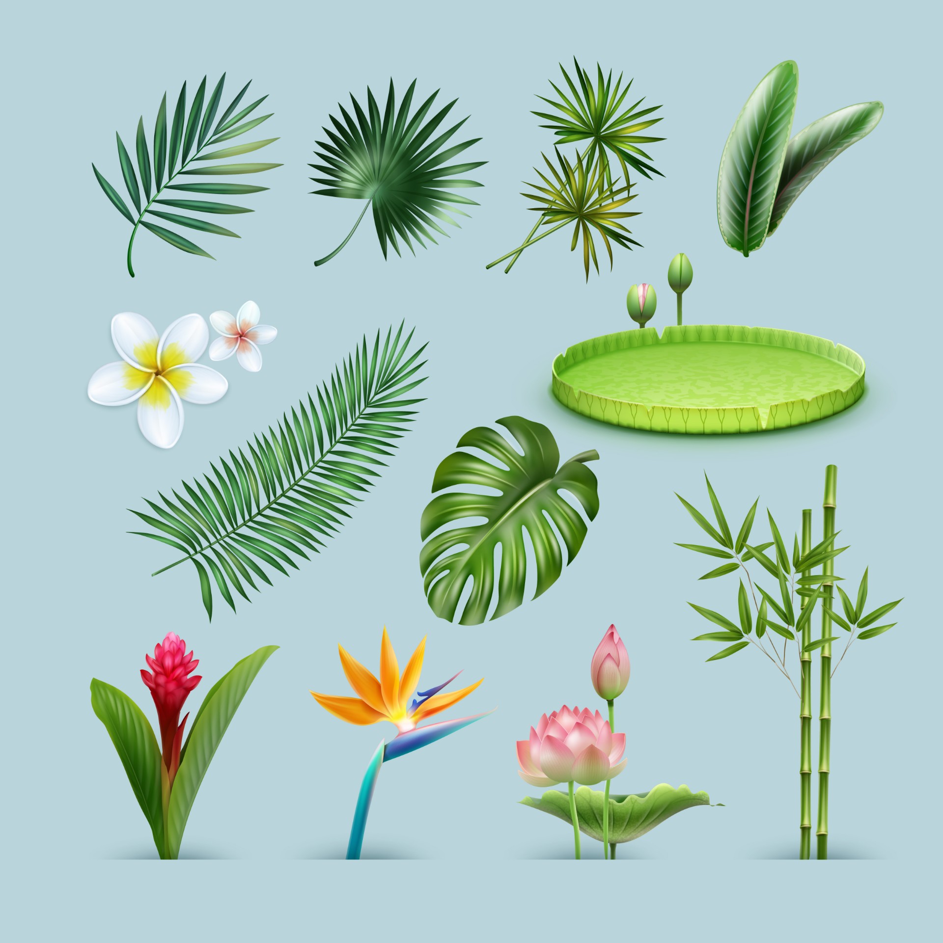 植物插画0