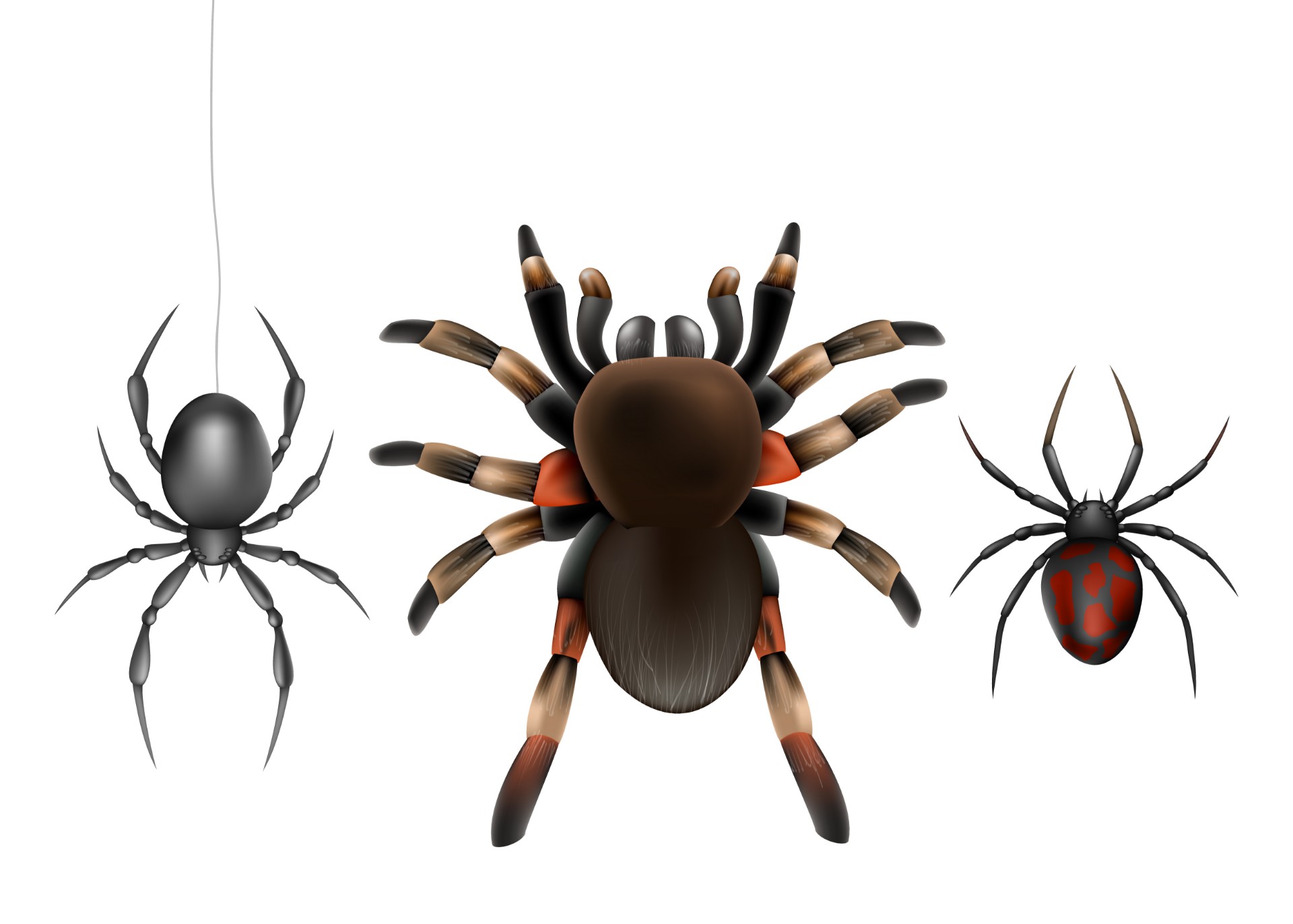 毒蜘蛛插画0